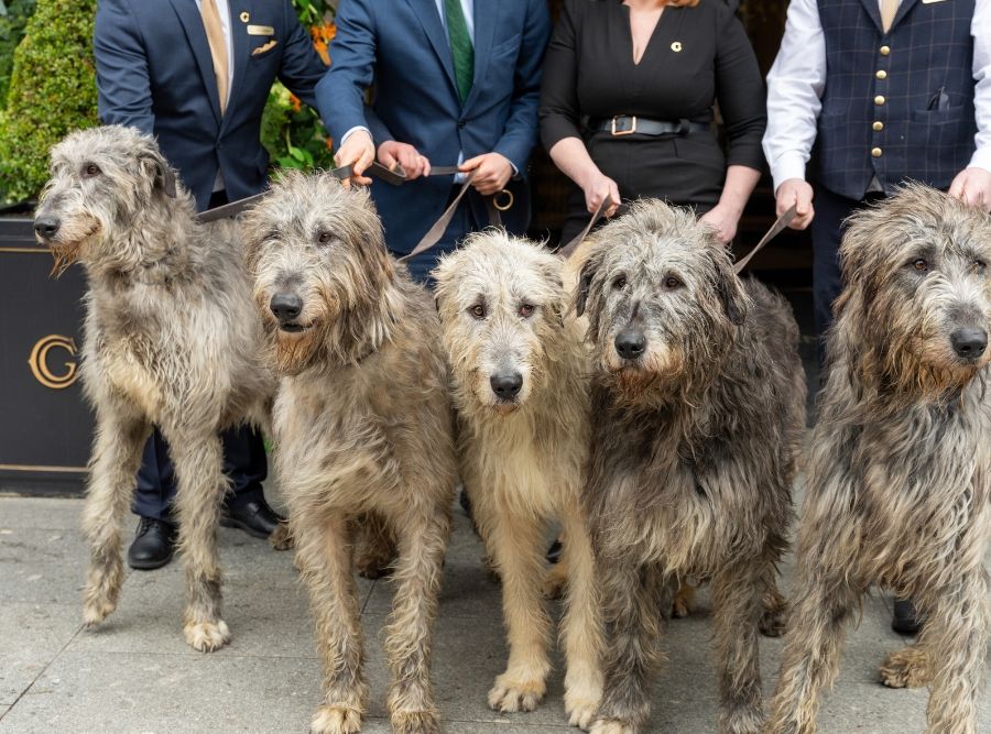 Irish Wolfhound Experience at The College Green Hotel Dublin