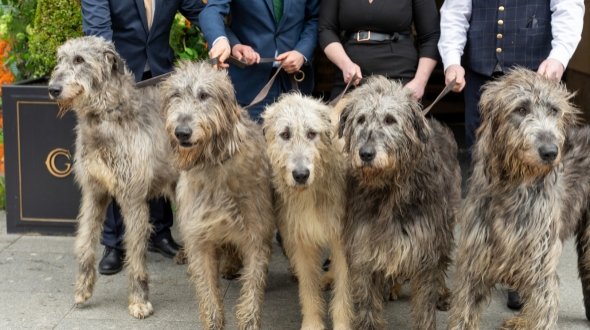 Irish Wolfhound Walking Experience 